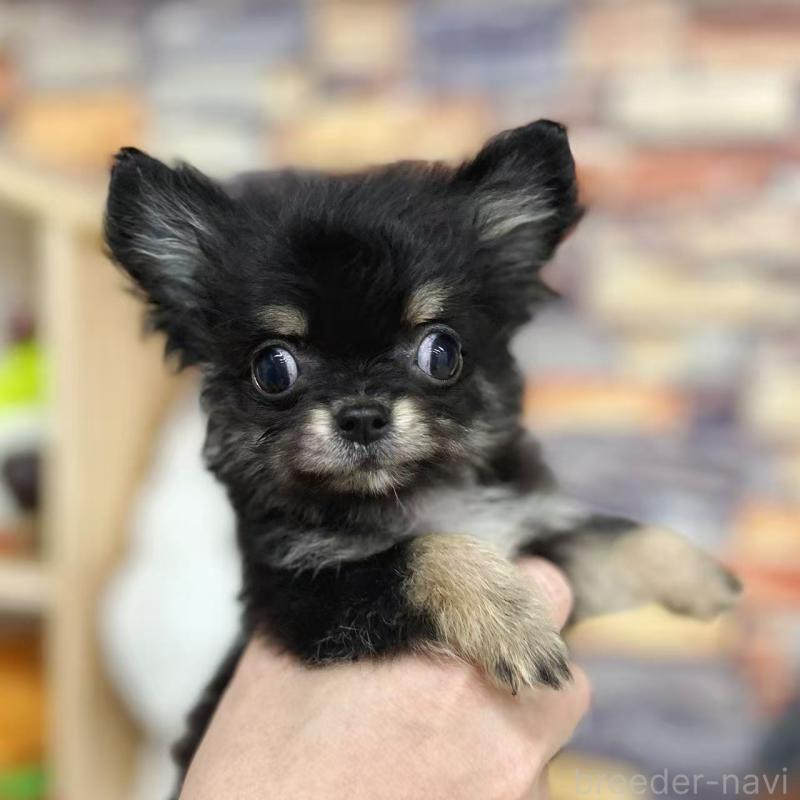 販売中の東京都のチワワ(ロングコート)-428021の2枚目