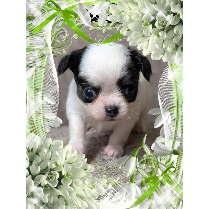 販売中の山口県のチワワ(ロングコート)-428018の5枚目