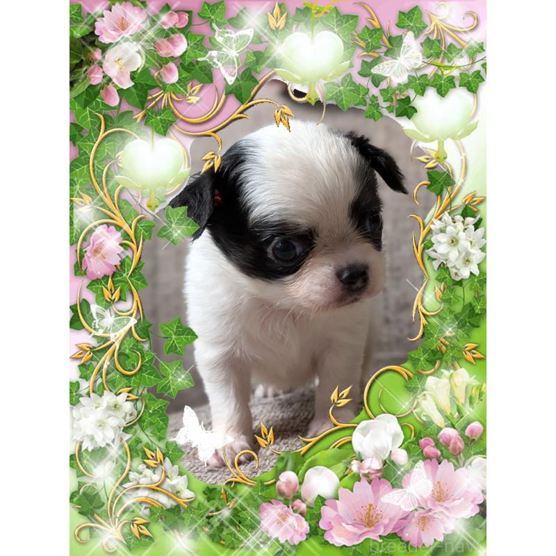 販売中の山口県のチワワ(ロングコート)-428018の3枚目