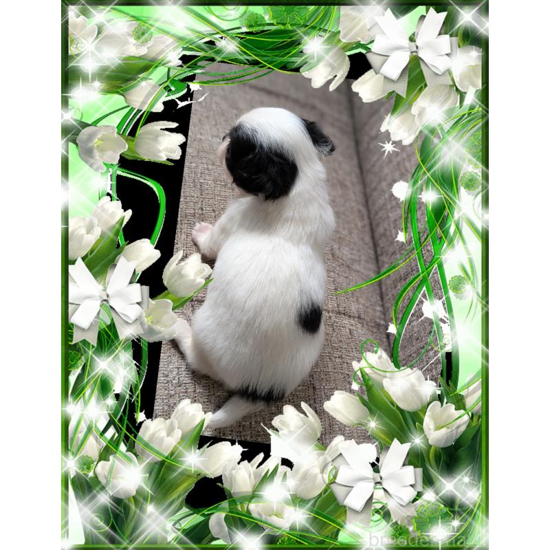 販売中の山口県のチワワ(ロングコート)-428018の2枚目