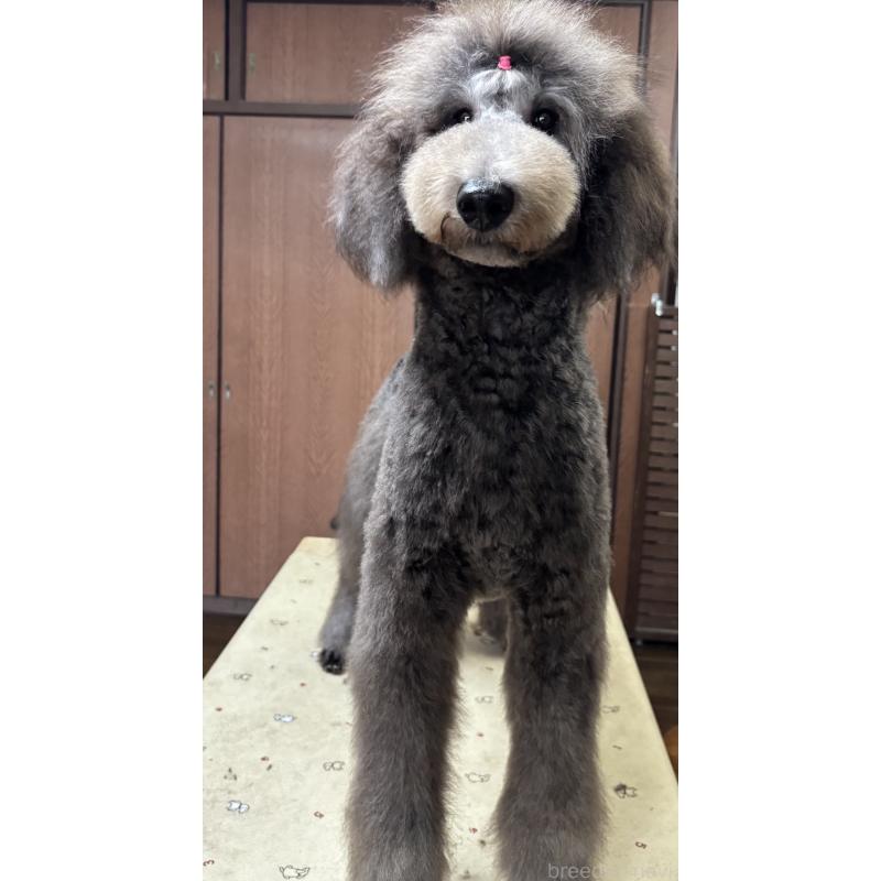 販売中の大阪府のスタンダードプードル-408552の2枚目