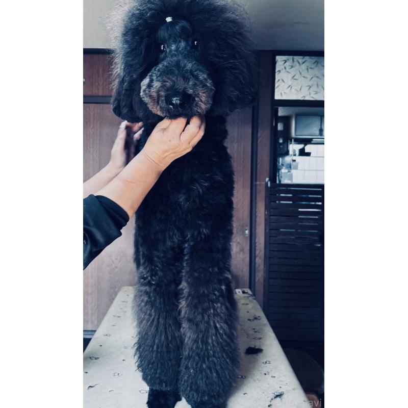 販売中の大阪府のスタンダードプードル-408546の2枚目