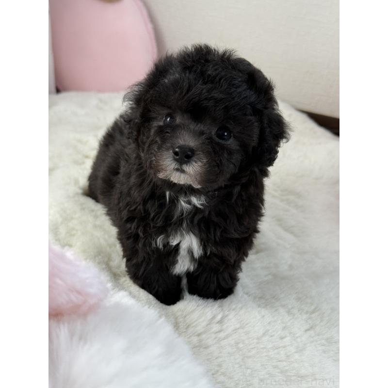 販売中の大阪府のティーカッププードル-428020