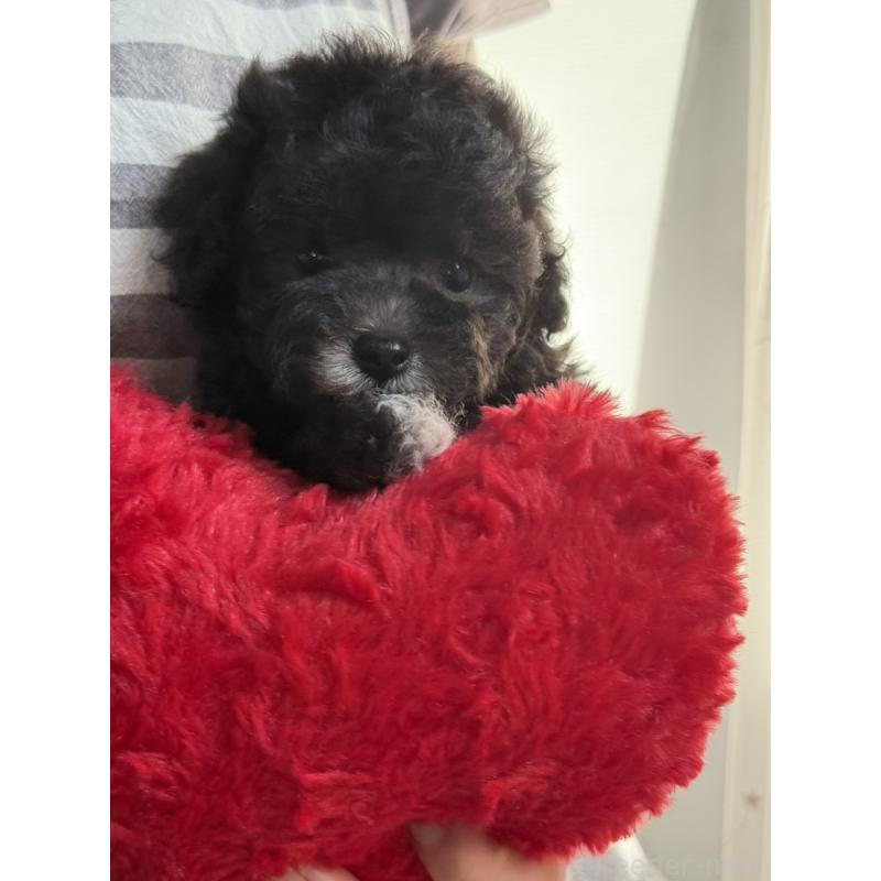 販売中の大阪府のティーカッププードル-428020の5枚目