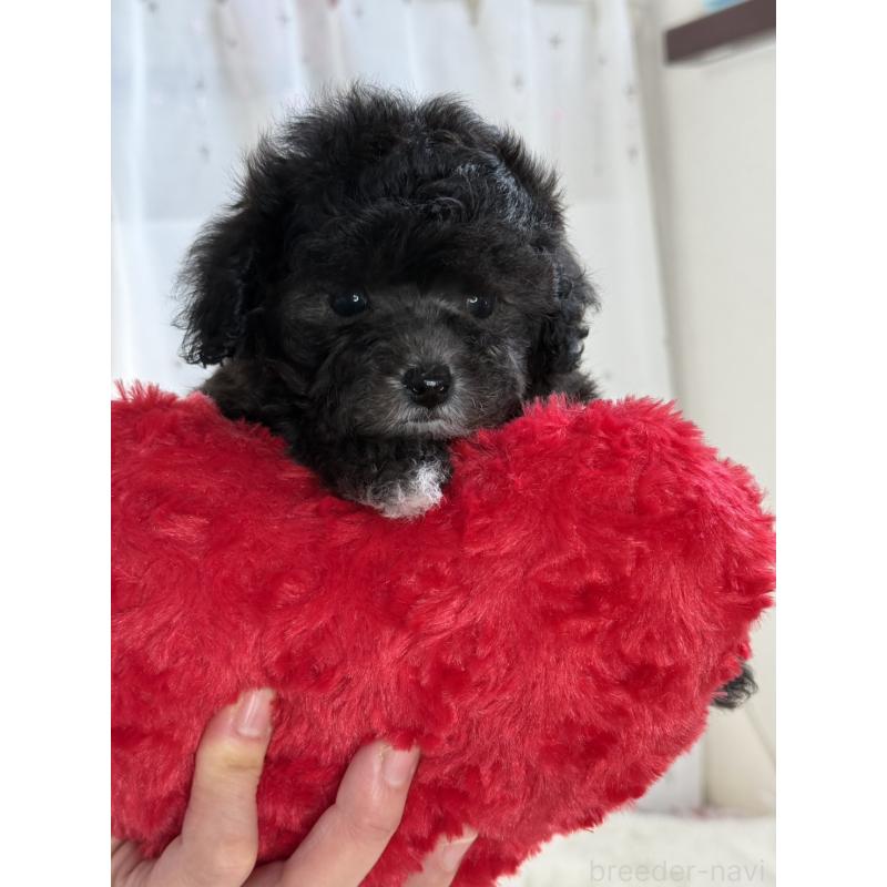 販売中の大阪府のティーカッププードル-428020の4枚目