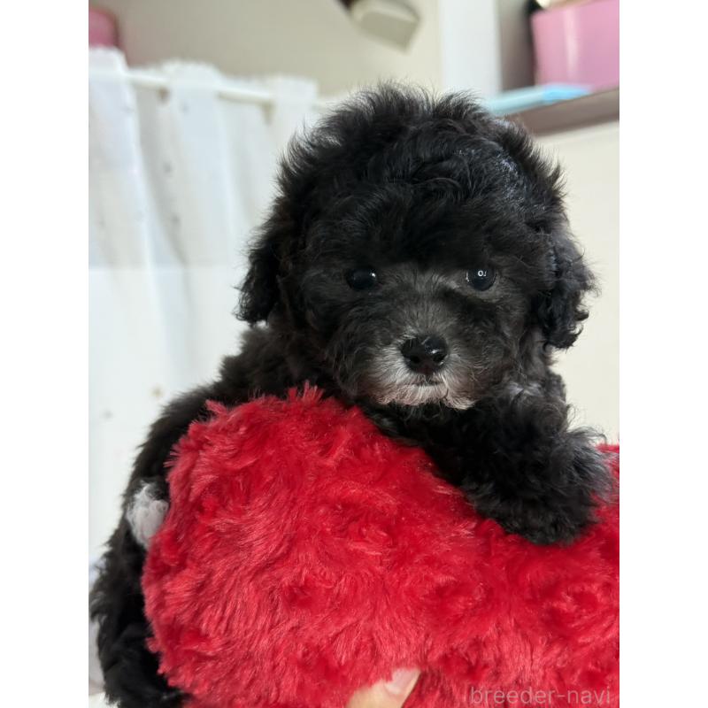 販売中の大阪府のティーカッププードル-428020の3枚目