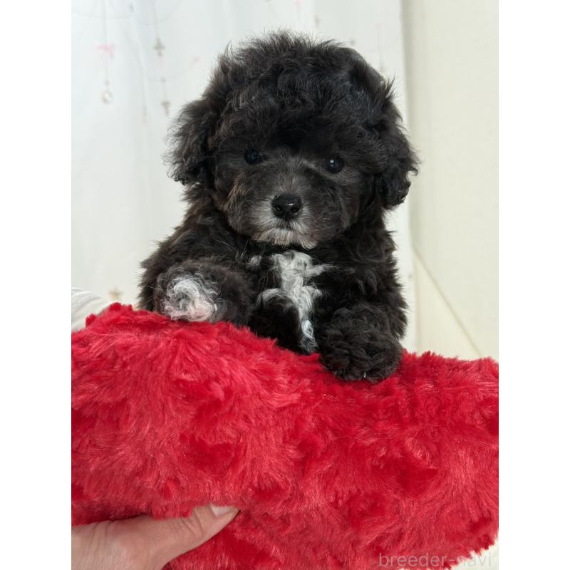 販売中の大阪府のティーカッププードル-428020の2枚目