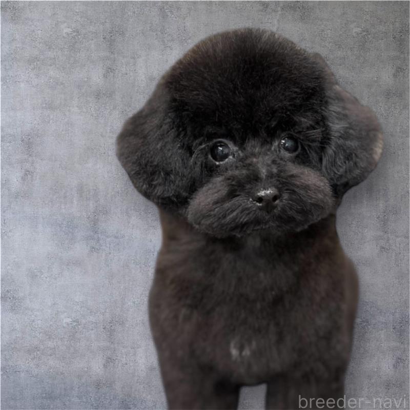 販売中の京都府のトイプードル-415327