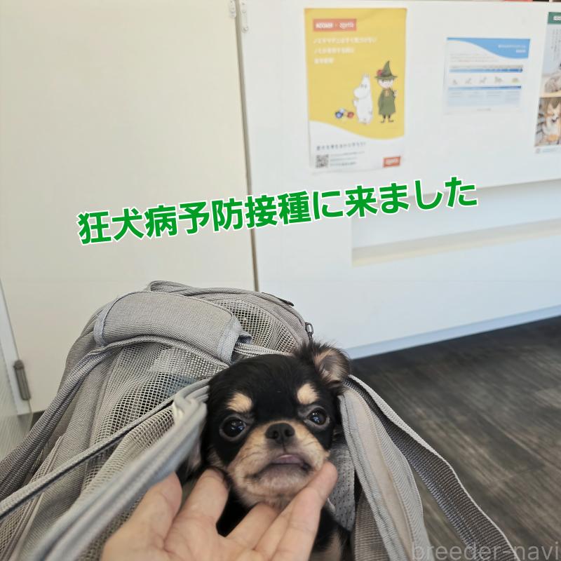 販売中の東京都のチワワ(ロングコート)-423308の5枚目