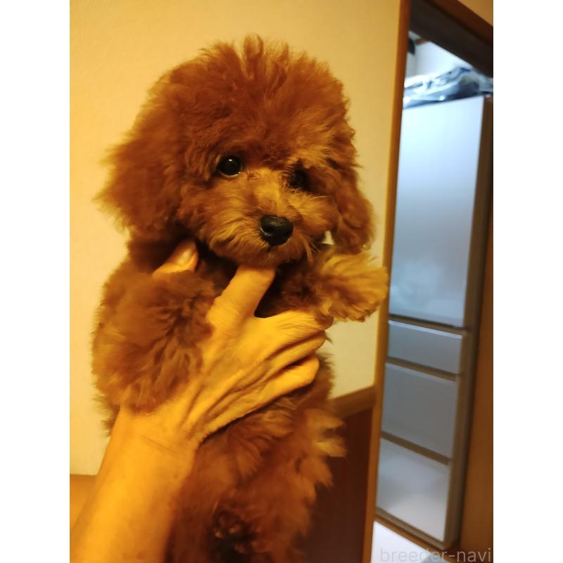 成約済の静岡県のタイニープードル-413149の4枚目