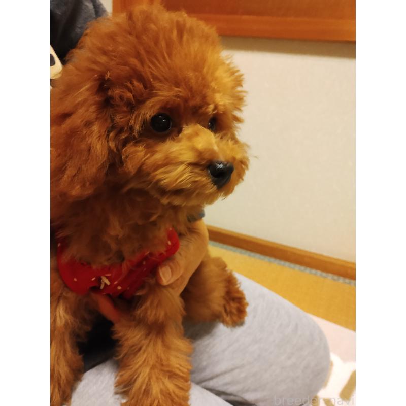 成約済の静岡県のタイニープードル-413149の3枚目