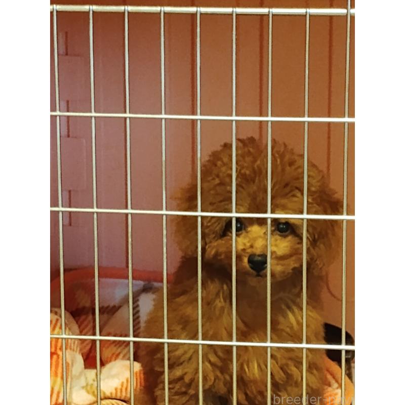 成約済の静岡県のタイニープードル-413149の2枚目