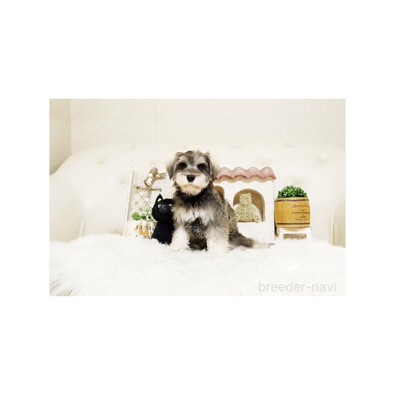 販売中の佐賀県のミニチュアシュナウザー-419456の4枚目