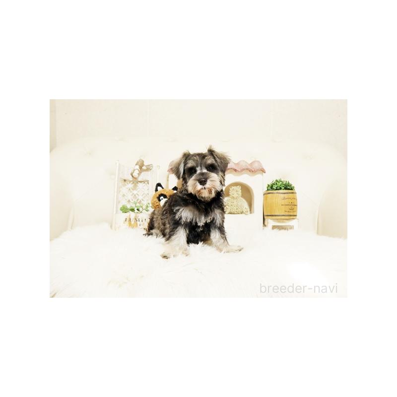 販売中の佐賀県のミニチュアシュナウザー-419457の4枚目