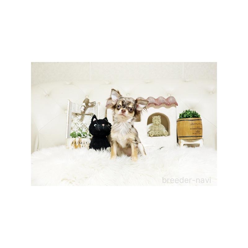 成約済の佐賀県のチワワ(ロングコート)-410158の5枚目