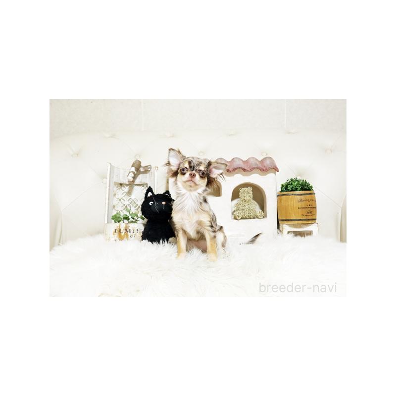 成約済の佐賀県のチワワ(ロングコート)-410158の4枚目