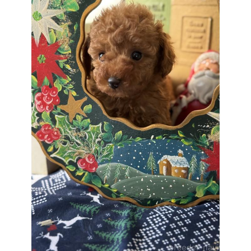 成約済の宮崎県のタイニープードル-425669の4枚目