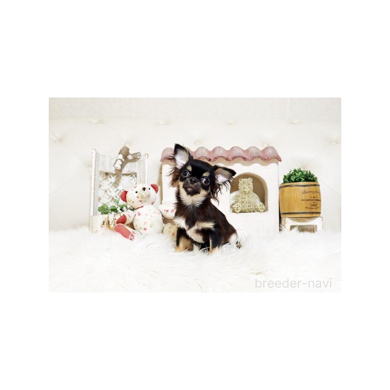 成約済の佐賀県のチワワ(ロングコート)-410159の2枚目