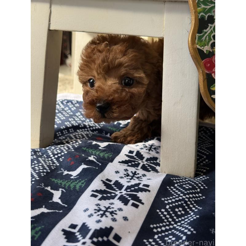 成約済の宮崎県のタイニープードル-425669の2枚目