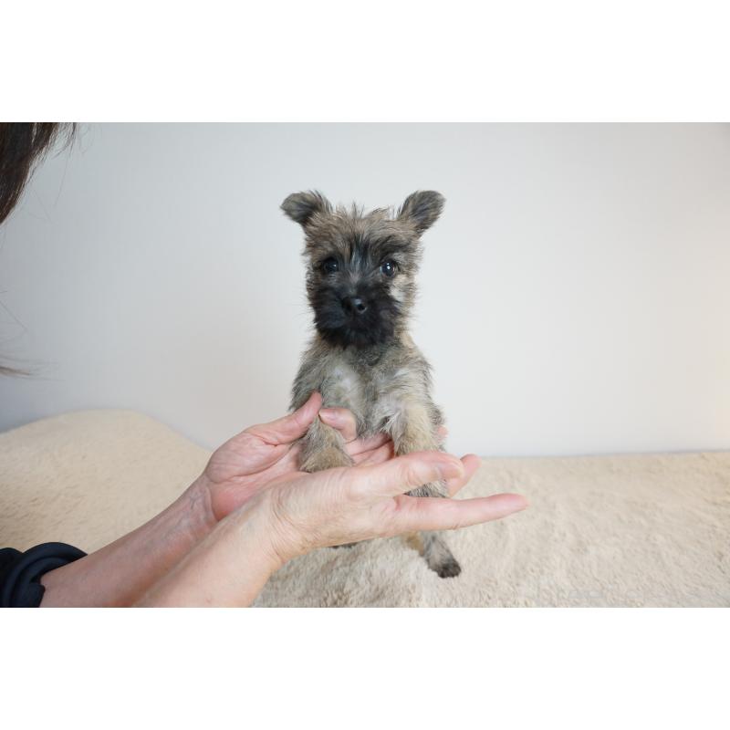 販売中の奈良県のケアーンテリア-421596の2枚目