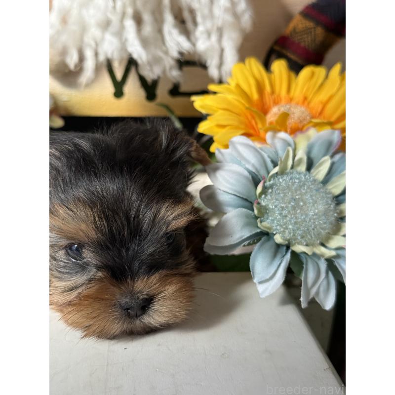 成約済の宮崎県のヨークシャーテリア-423891の14枚目