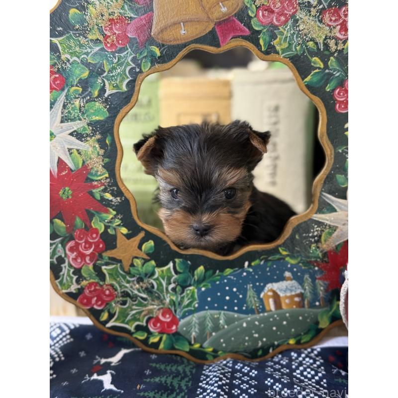 成約済の宮崎県のヨークシャーテリア-423891の13枚目