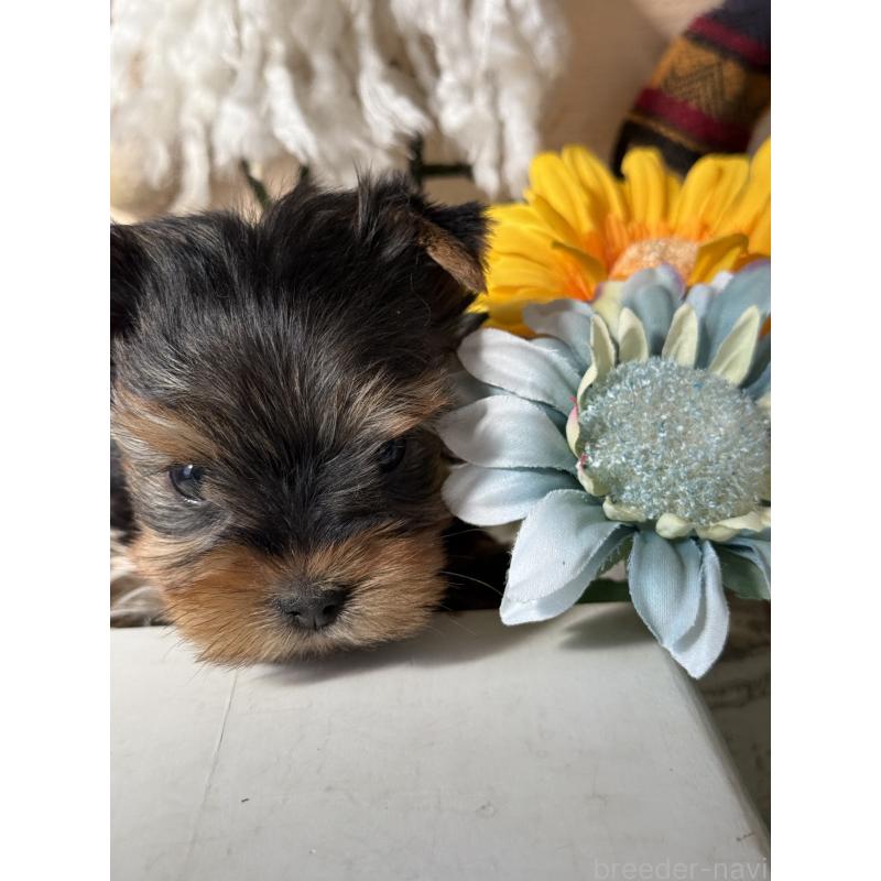 成約済の宮崎県のヨークシャーテリア-423891の12枚目