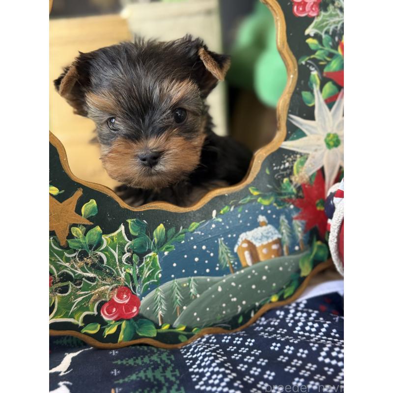 成約済の宮崎県のヨークシャーテリア-423891の11枚目