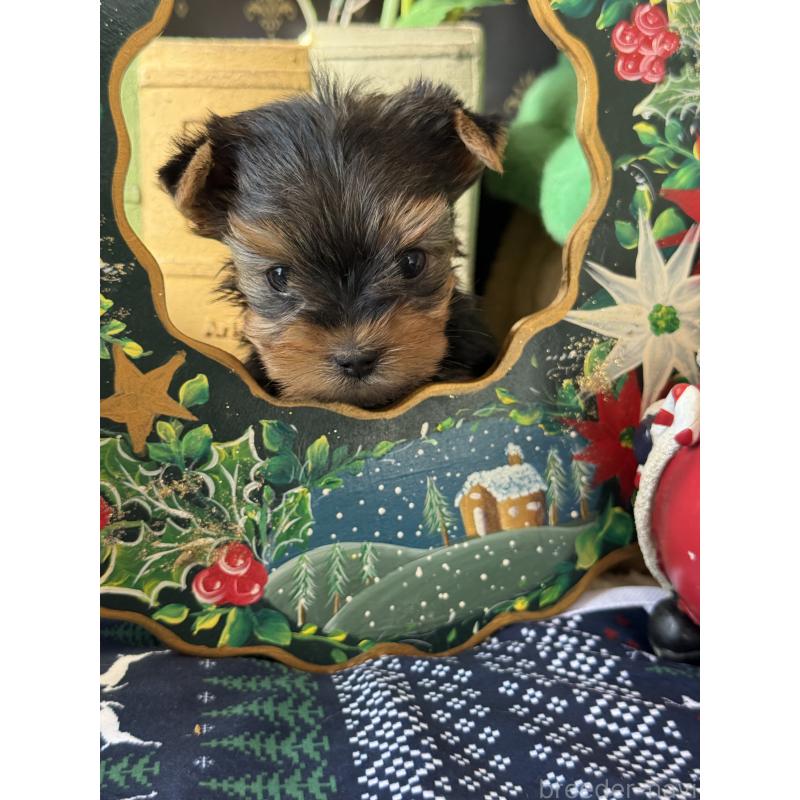 成約済の宮崎県のヨークシャーテリア-423891の10枚目