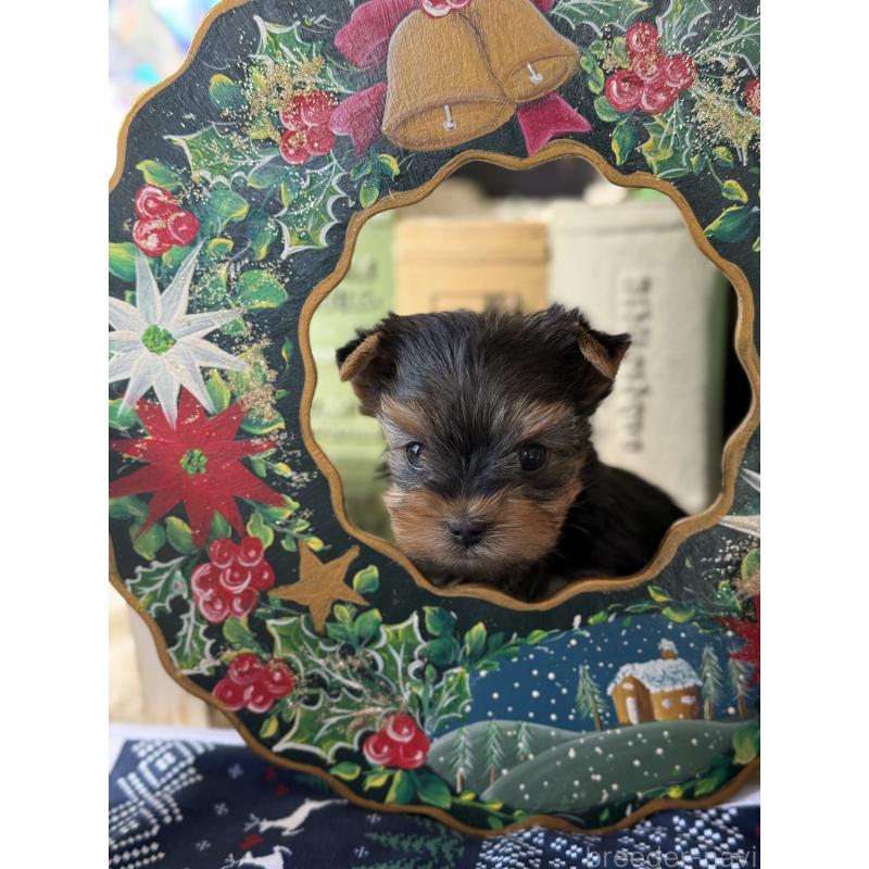 成約済の宮崎県のヨークシャーテリア-423891の9枚目