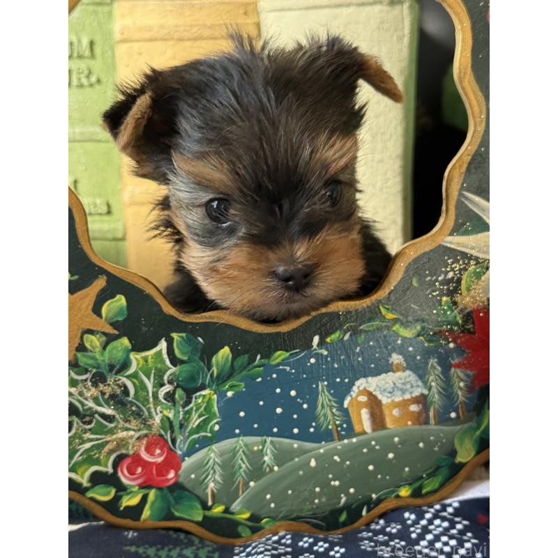 成約済の宮崎県のヨークシャーテリア-423891の8枚目