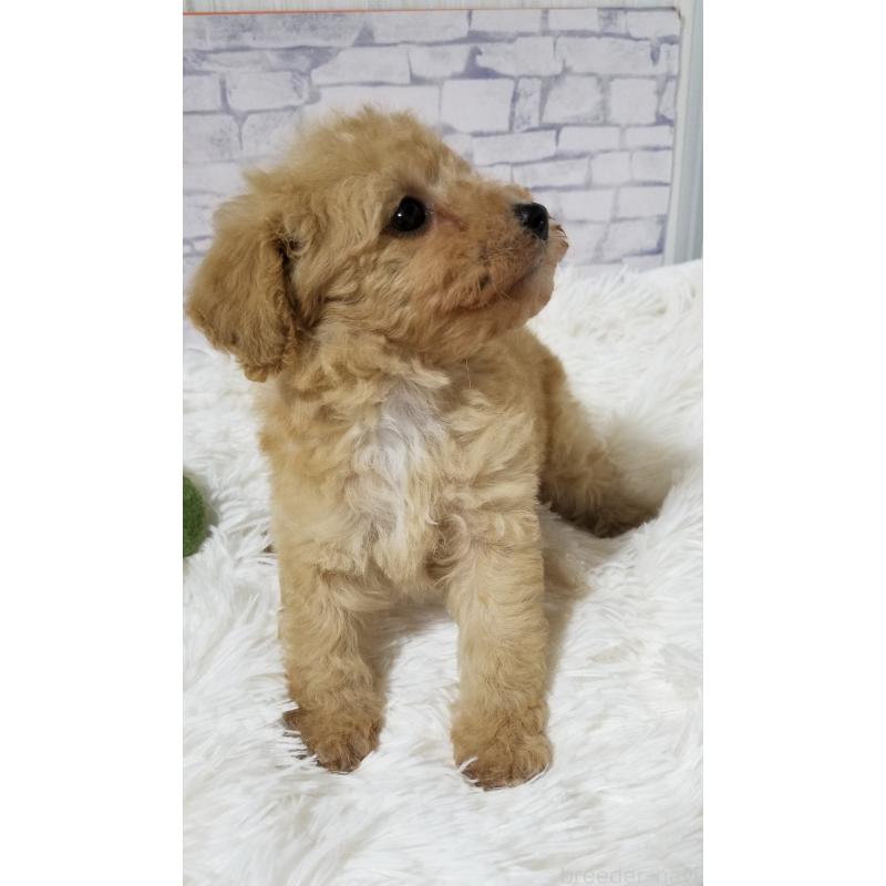 販売中の千葉県のタイニープードル-428023の8枚目