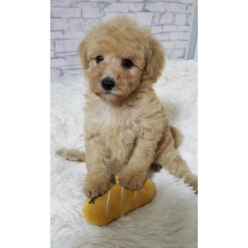 販売中の千葉県のタイニープードル-428023の3枚目