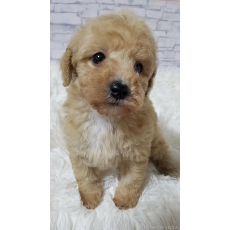 販売中の千葉県のタイニープードル-428023の2枚目