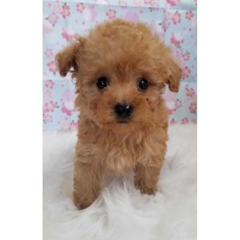 販売中の千葉県のタイニープードル-428024