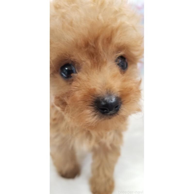 販売中の千葉県のタイニープードル-428024の7枚目