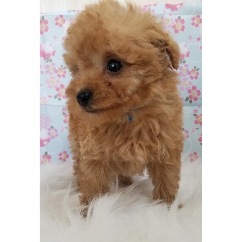 販売中の千葉県のタイニープードル-428024の5枚目