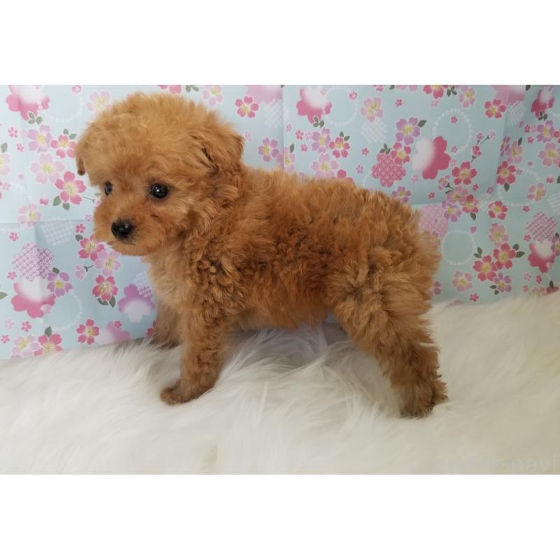 販売中の千葉県のタイニープードル-428024の4枚目