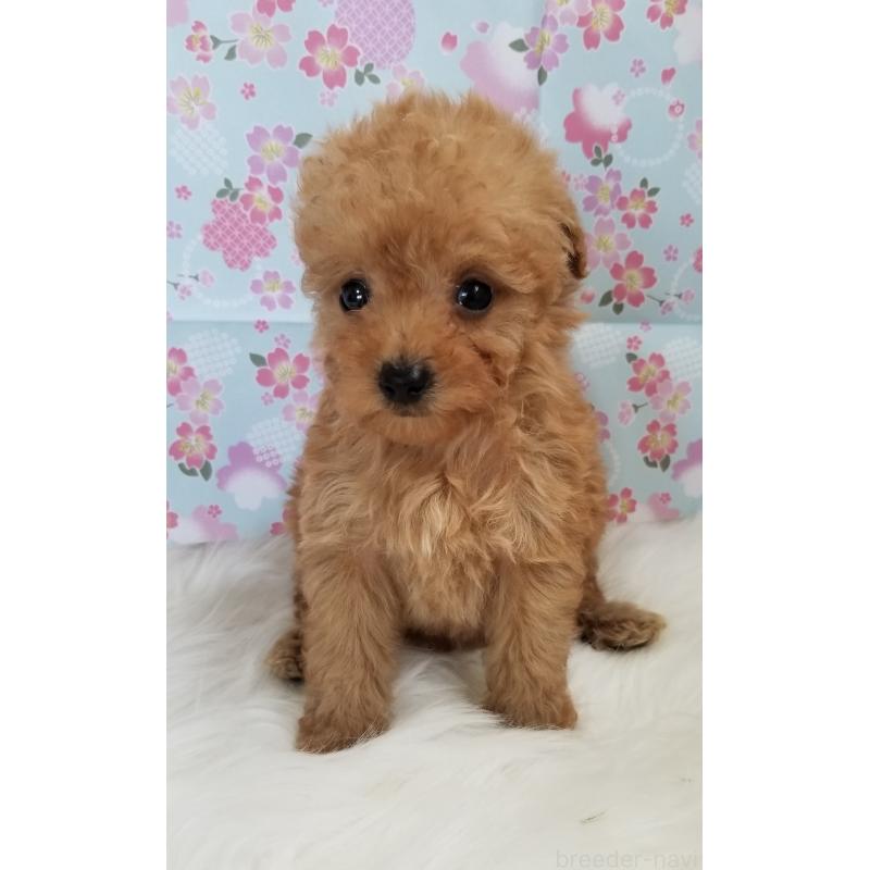 販売中の千葉県のタイニープードル-428024の3枚目