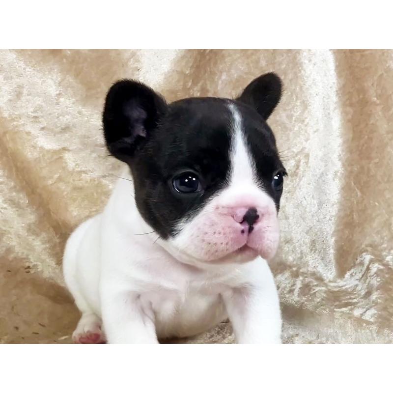販売中の宮城県のフレンチブルドッグ-428025の1枚目