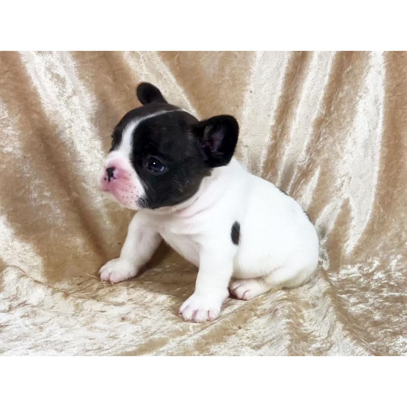 販売中の宮城県のフレンチブルドッグ-428025の4枚目
