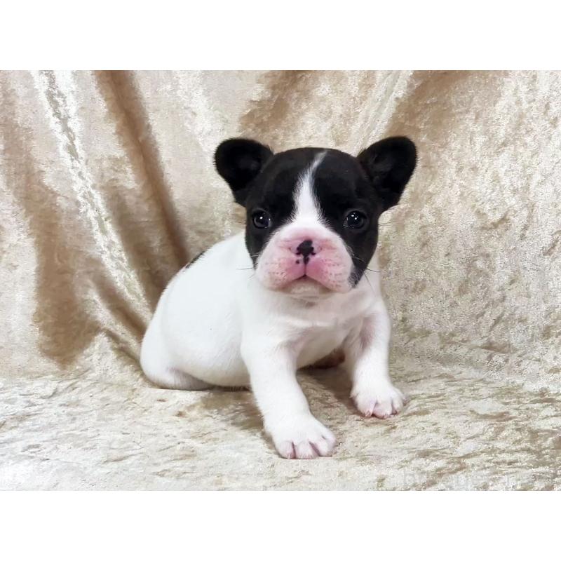 販売中の宮城県のフレンチブルドッグ-428025の3枚目