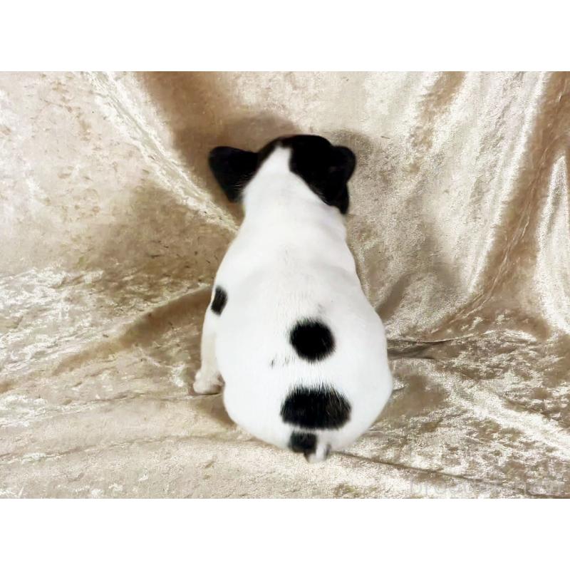 販売中の宮城県のフレンチブルドッグ-428025の2枚目