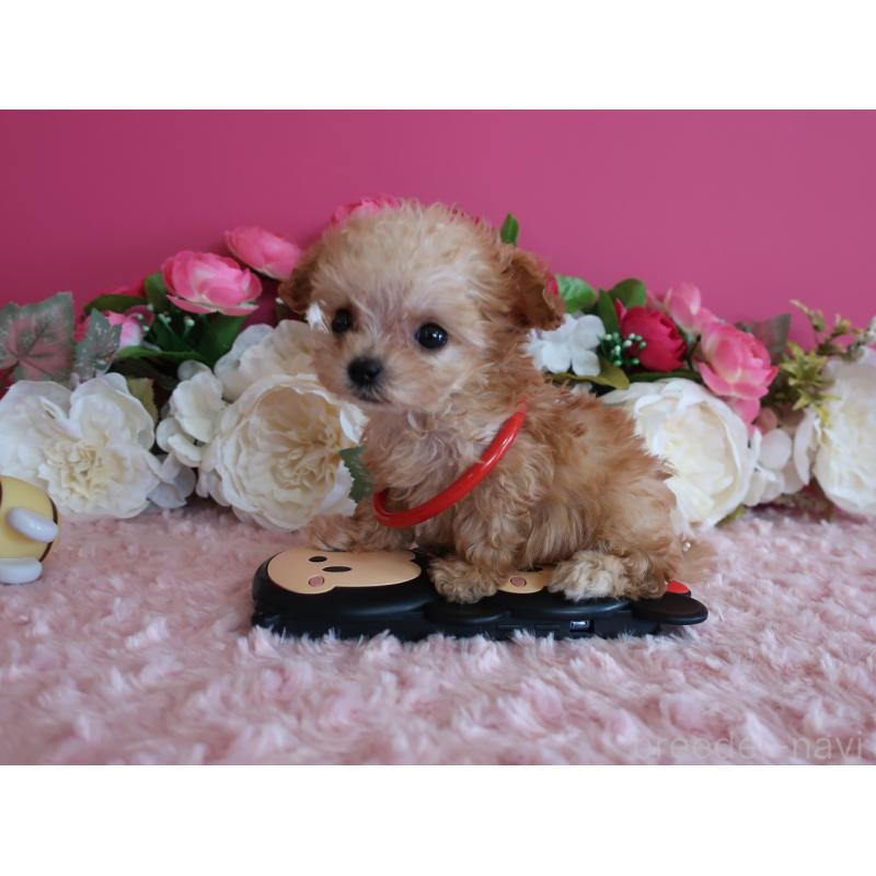 販売中の鹿児島県のティーカッププードル-428026