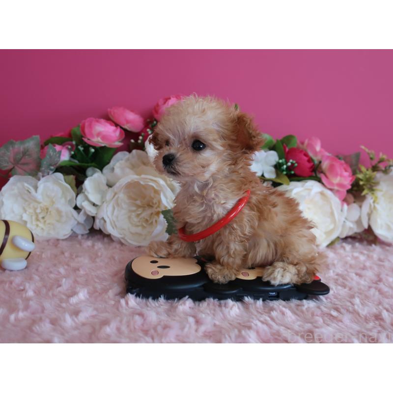 販売中の鹿児島県のティーカッププードル-428026の10枚目