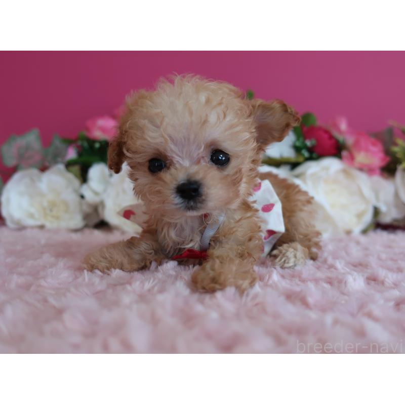 販売中の鹿児島県のティーカッププードル-428026の9枚目