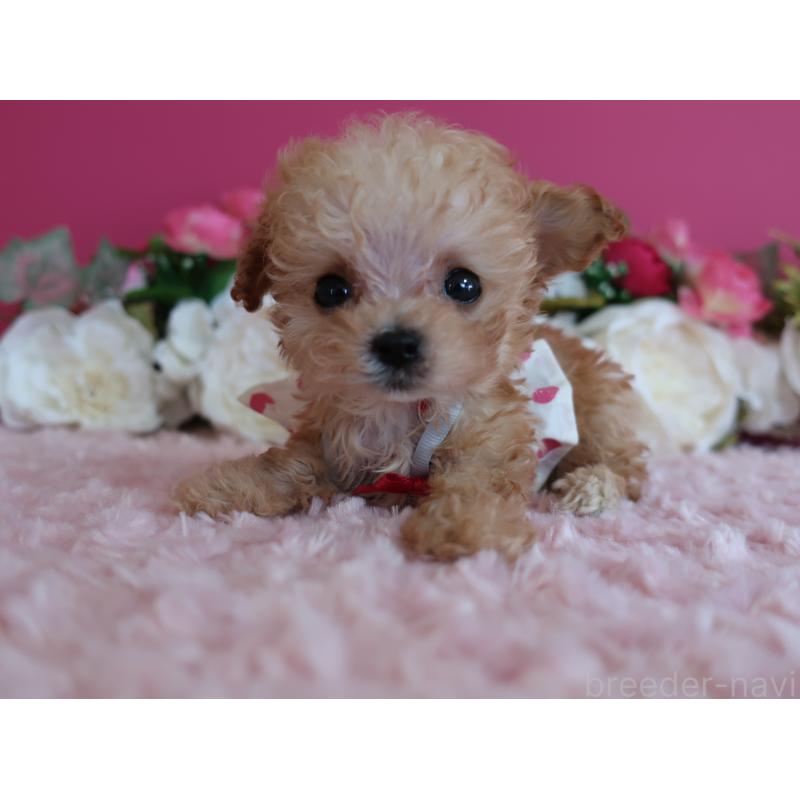 販売中の鹿児島県のティーカッププードル-428026の8枚目