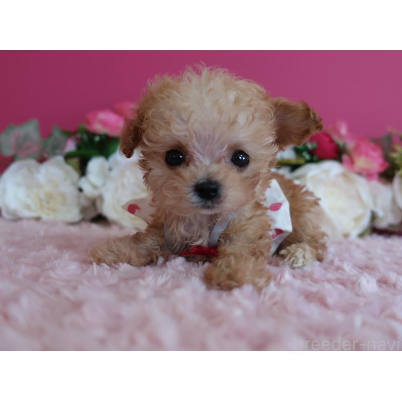 販売中の鹿児島県のティーカッププードル-428026の7枚目