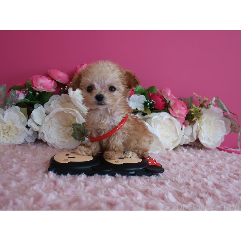 販売中の鹿児島県のティーカッププードル-428026の6枚目