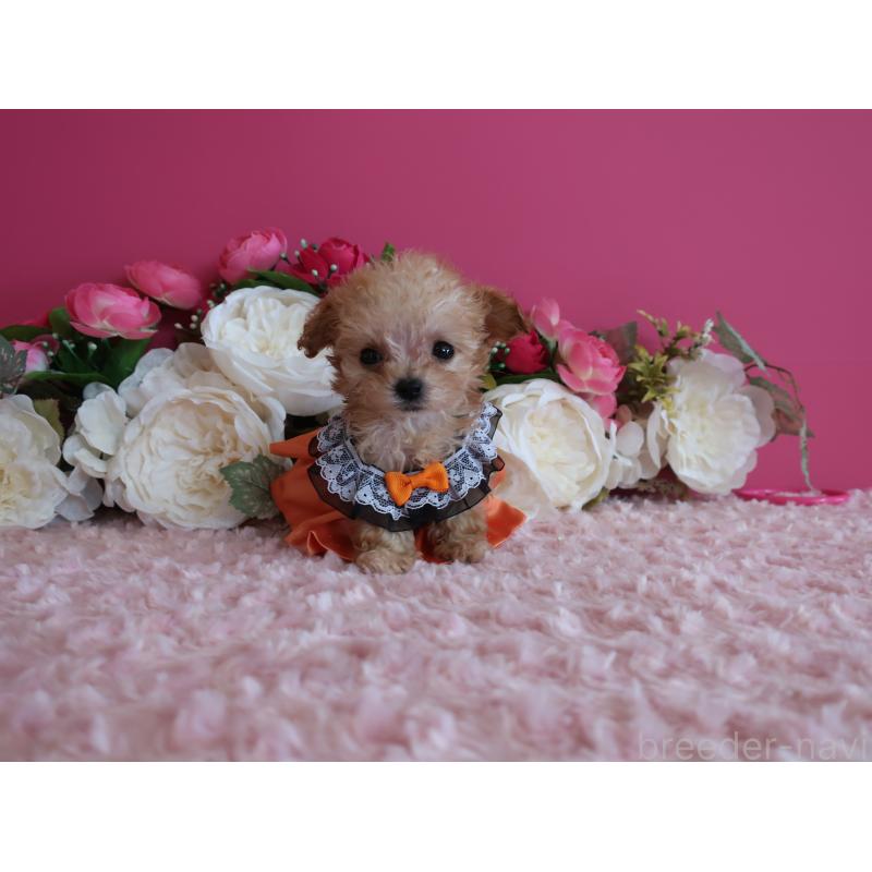 販売中の鹿児島県のティーカッププードル-428026の5枚目